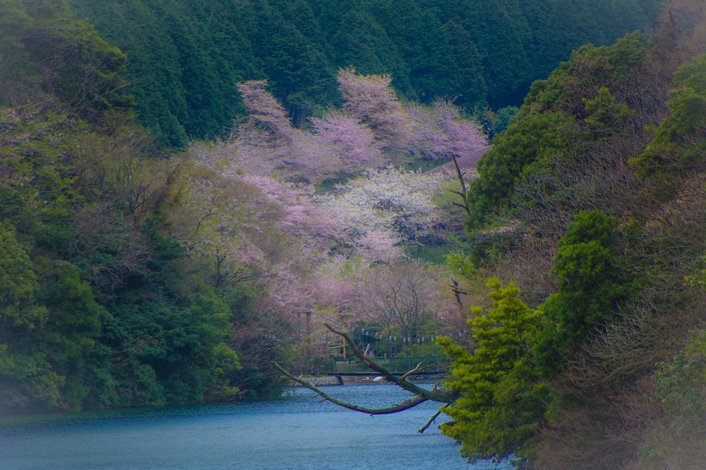 山間の桜
