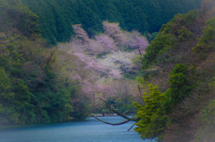 山間の桜