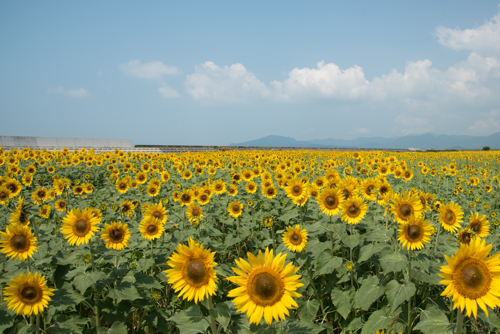 夏の花