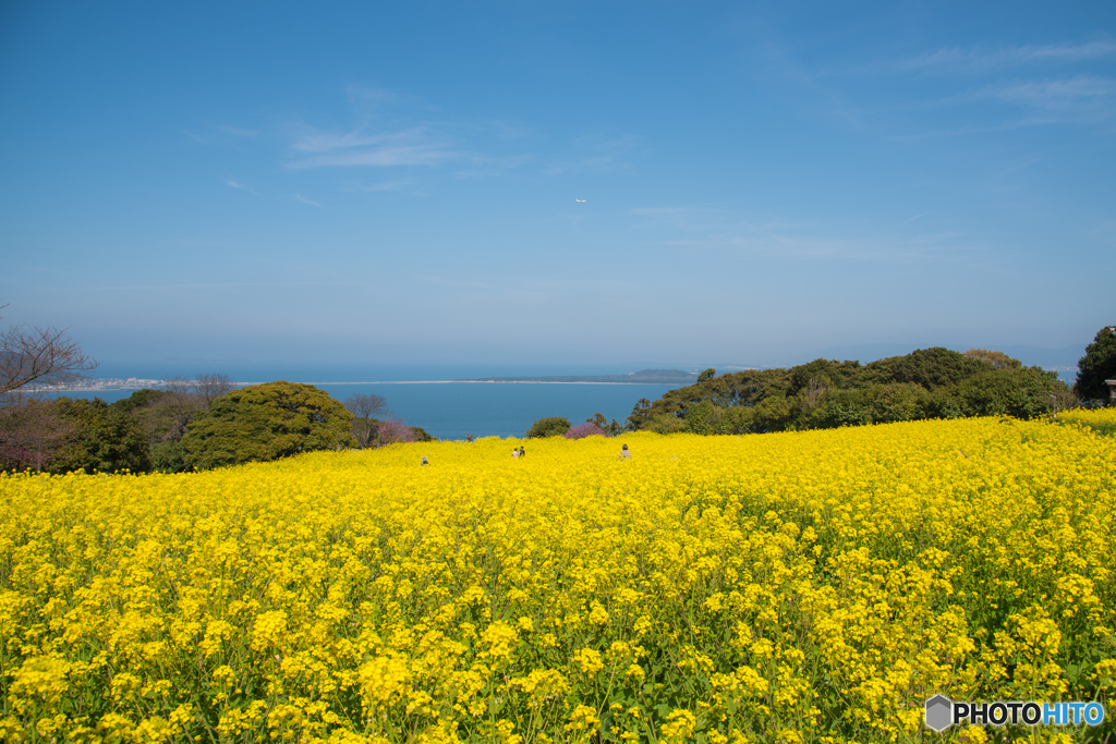 花の絨毯