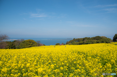 花の絨毯