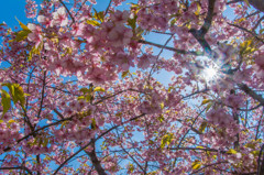 河津桜