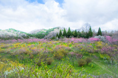 春の日差し（桃の花）