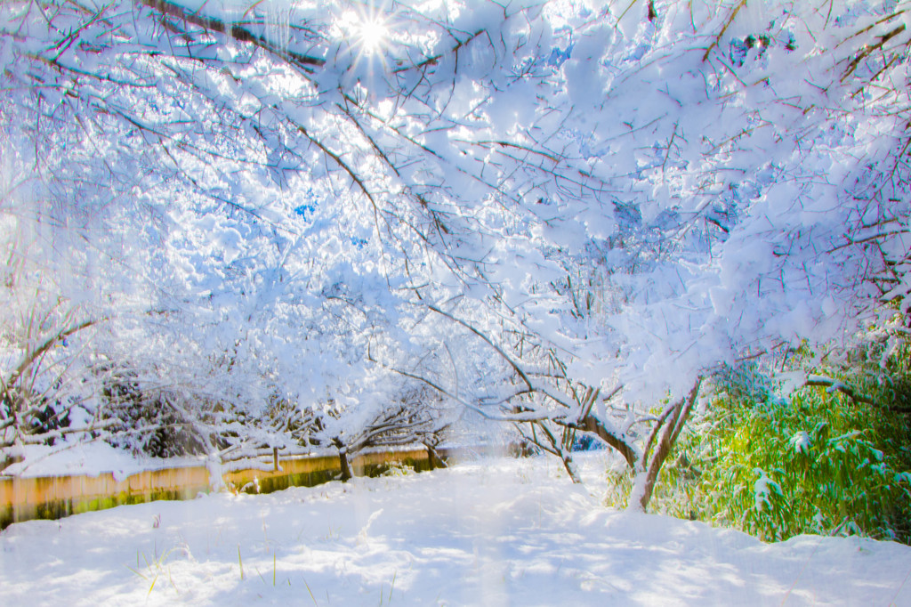 雪の花