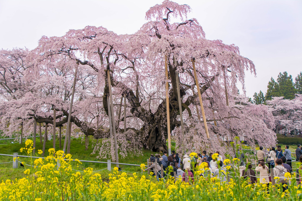 滝桜