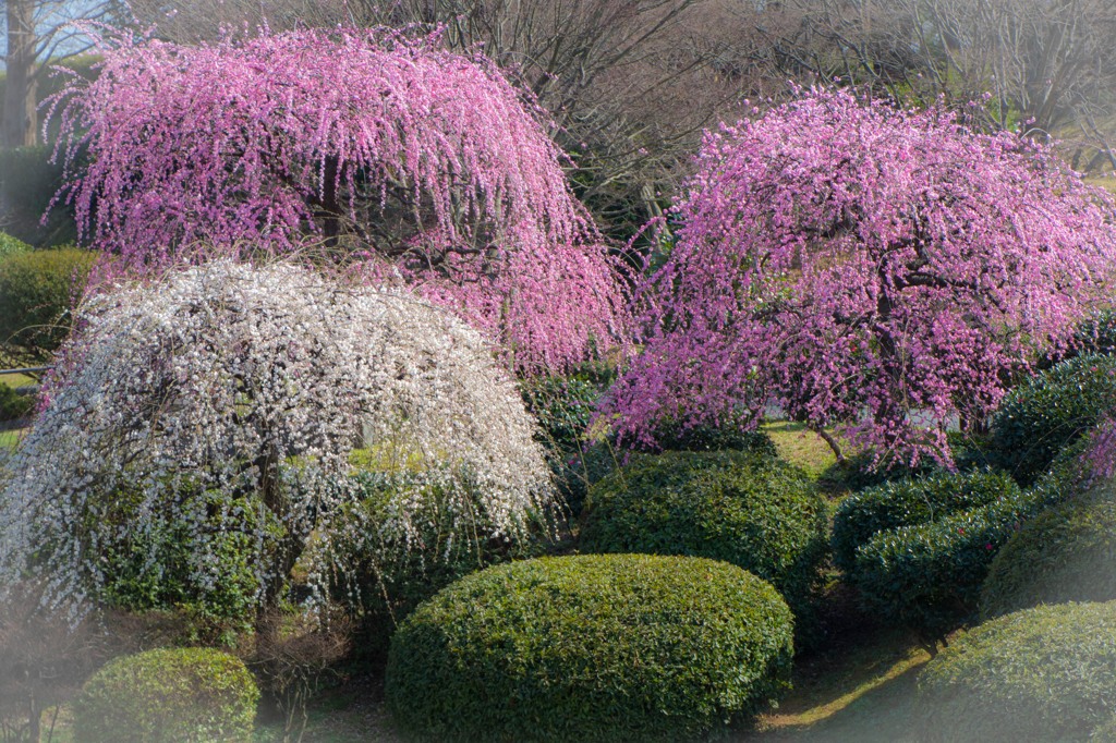 春の香り