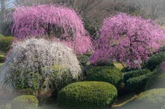 春の香り