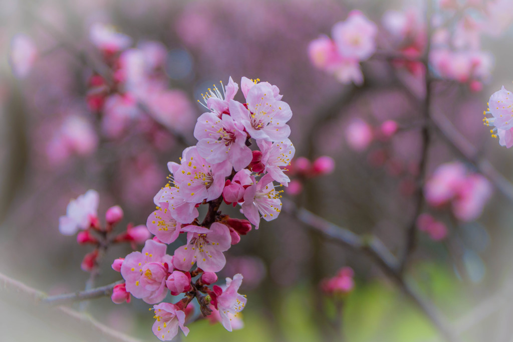 杏の花