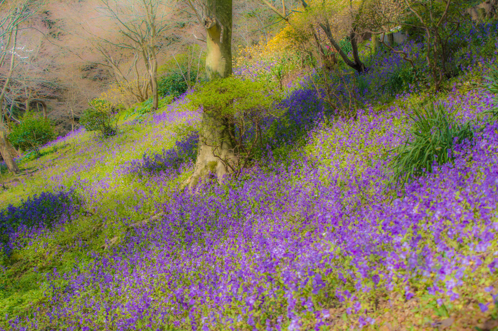 山影の花