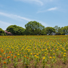 初夏に向けて