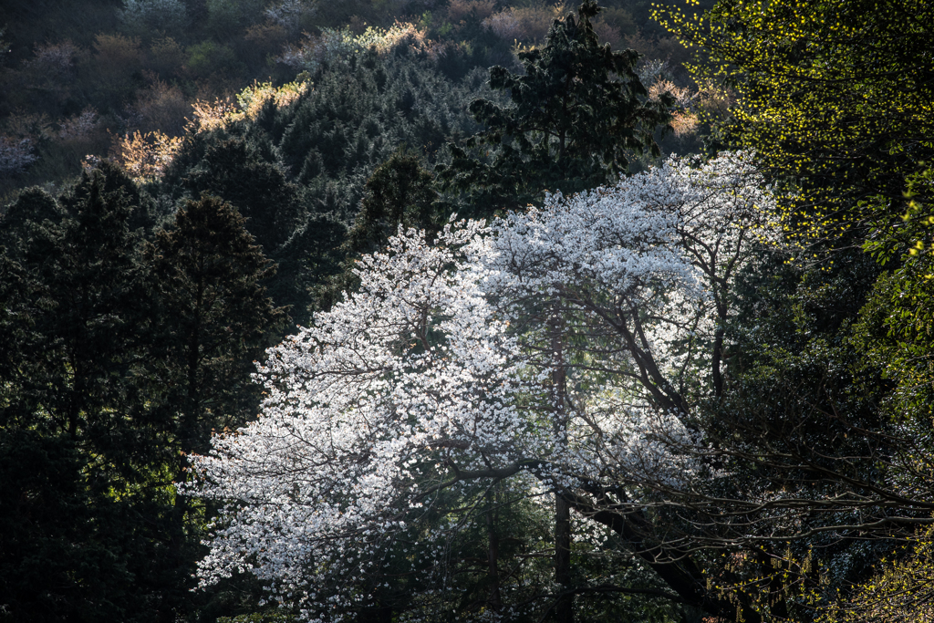 山桜