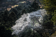 山桜