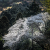 山桜