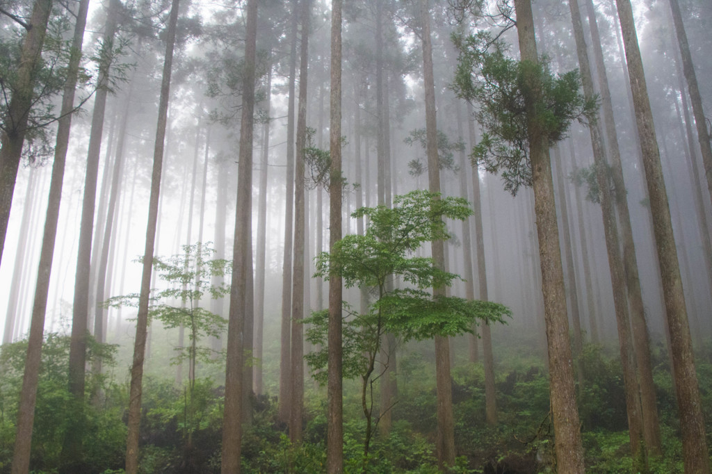 霧に浮かぶ杉