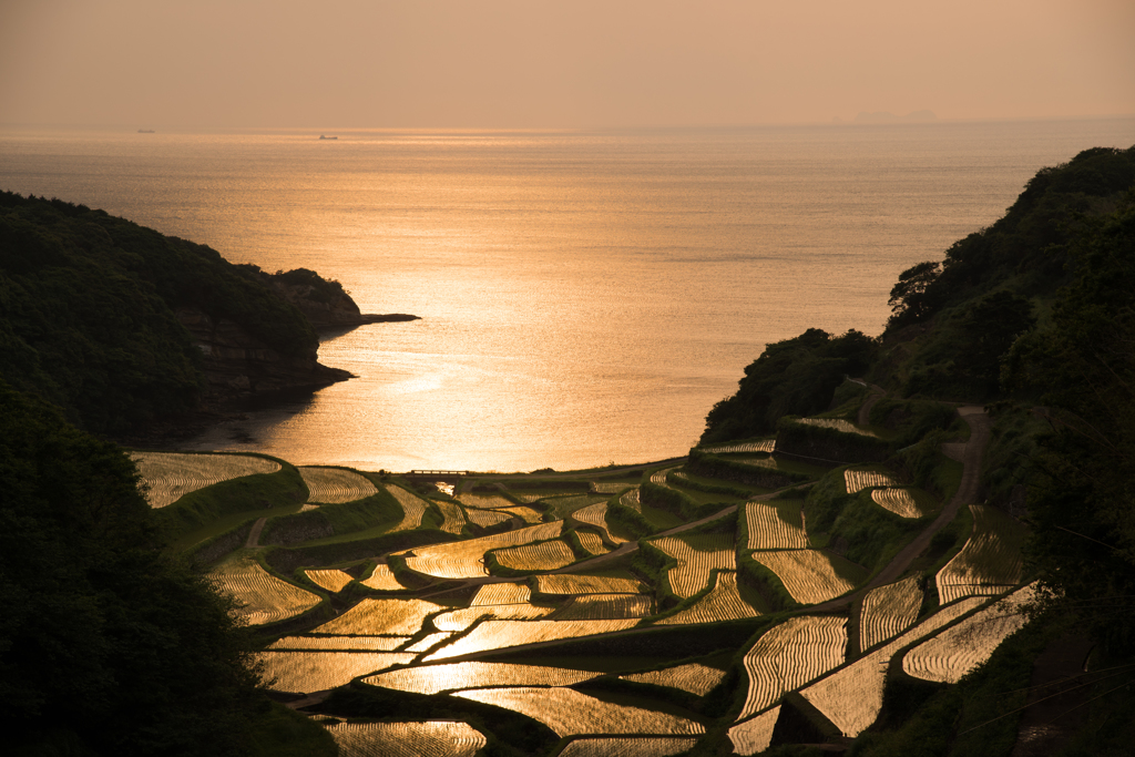 夕日に染まる棚田