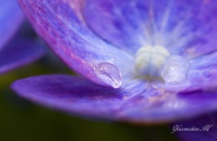 雨上がりの紫陽花１