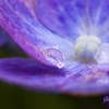 雨上がりの紫陽花１