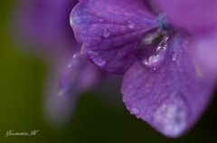 雨上がりの紫陽花２