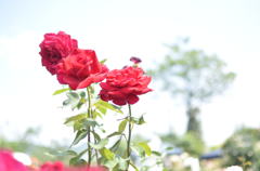 red　rose