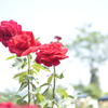 red　rose