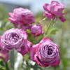 purple　rose