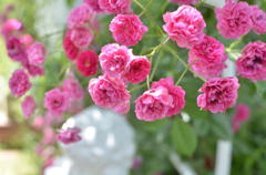rose　garden