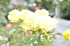 yellow　rose　Ⅱ
