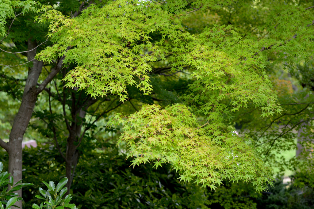竹取公園