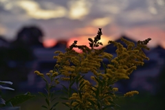 昨日の夕方