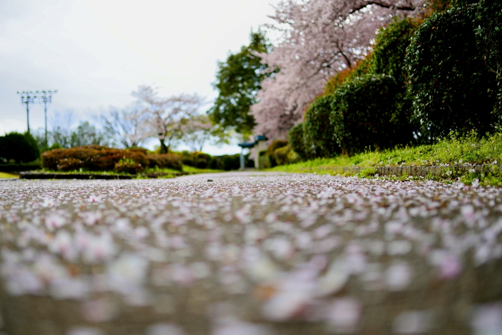 桜道