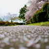 桜道