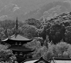 當麻寺　モノトーン