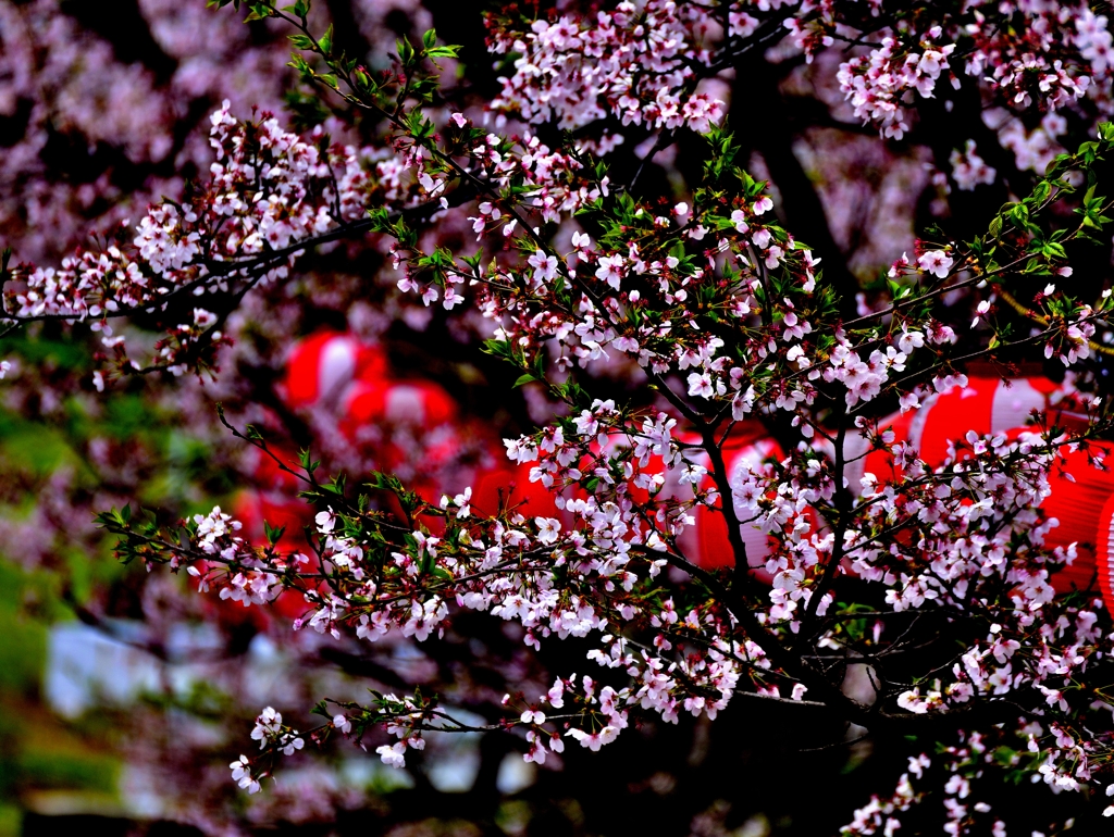 まだまだ桜