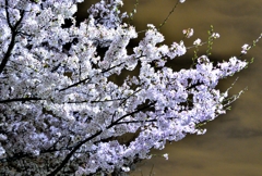 夜桜