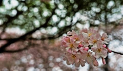 桜と蜂