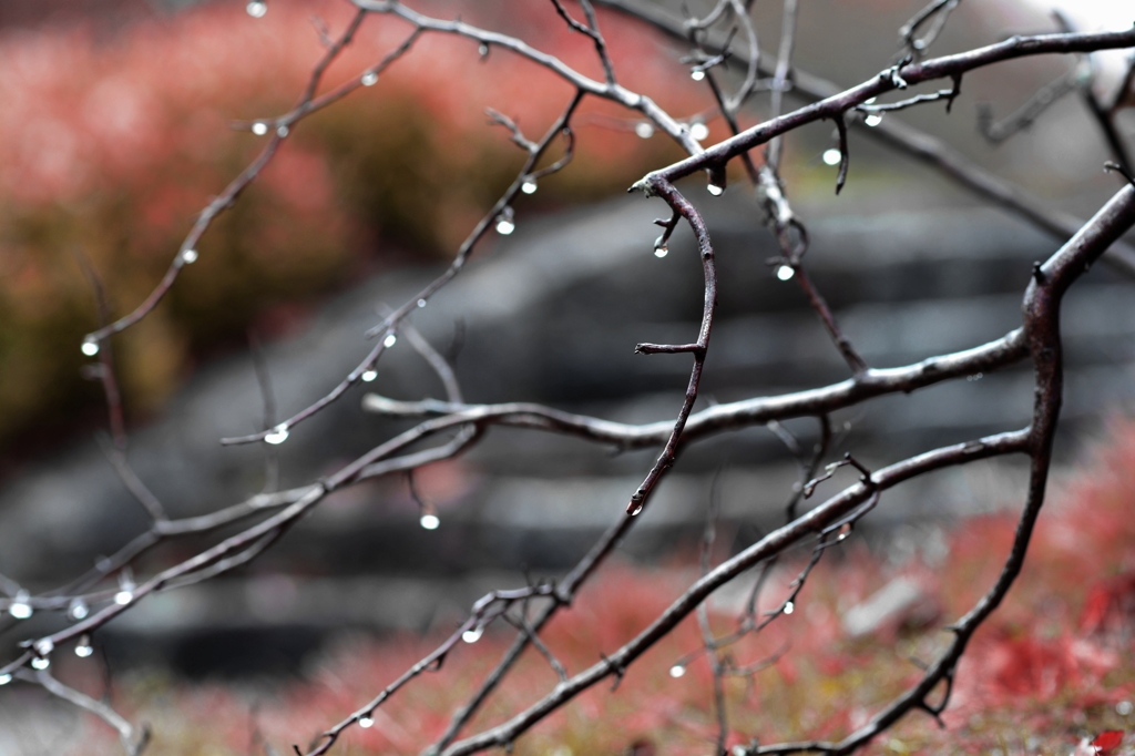 雨滴いっぱい