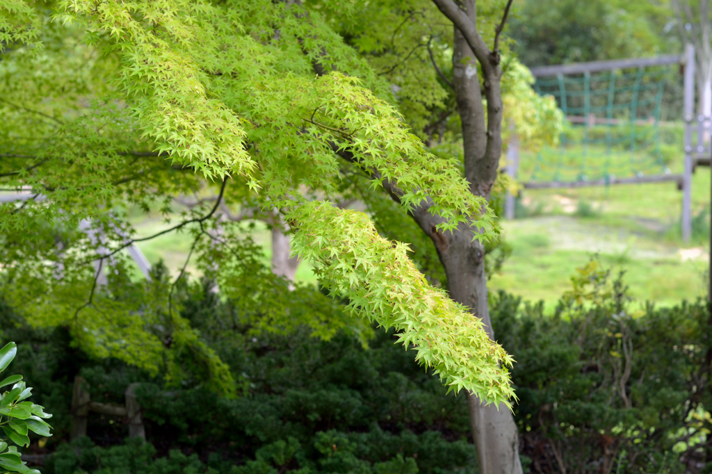 竹取公園