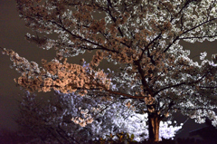 夜桜