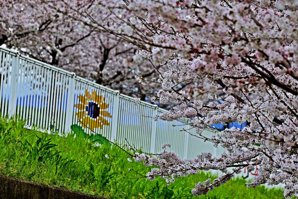 さくら