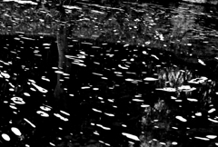 awa