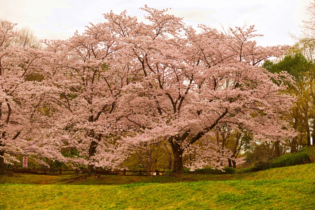 遠くの名所より近場の公園