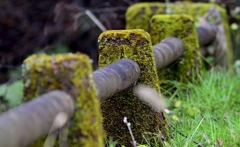 苔萌