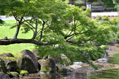 ぶらーっと奈良公園