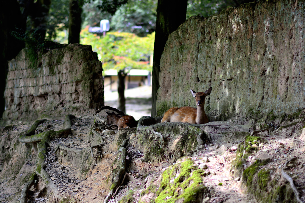 奈良公園