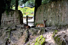奈良公園