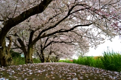 桜トンネル