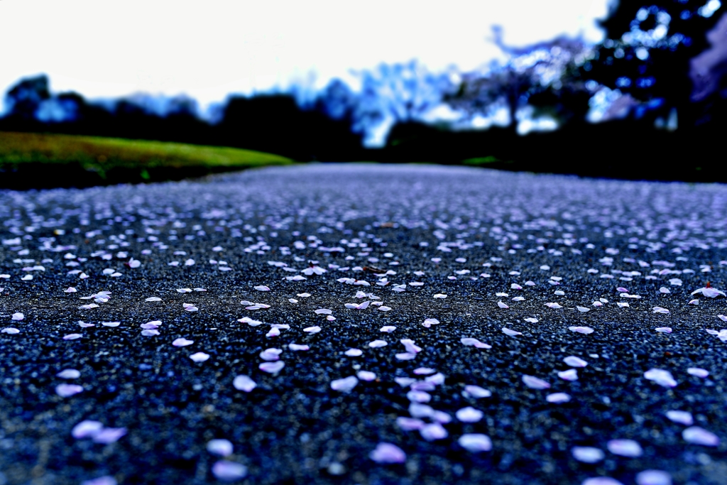 桜　散る