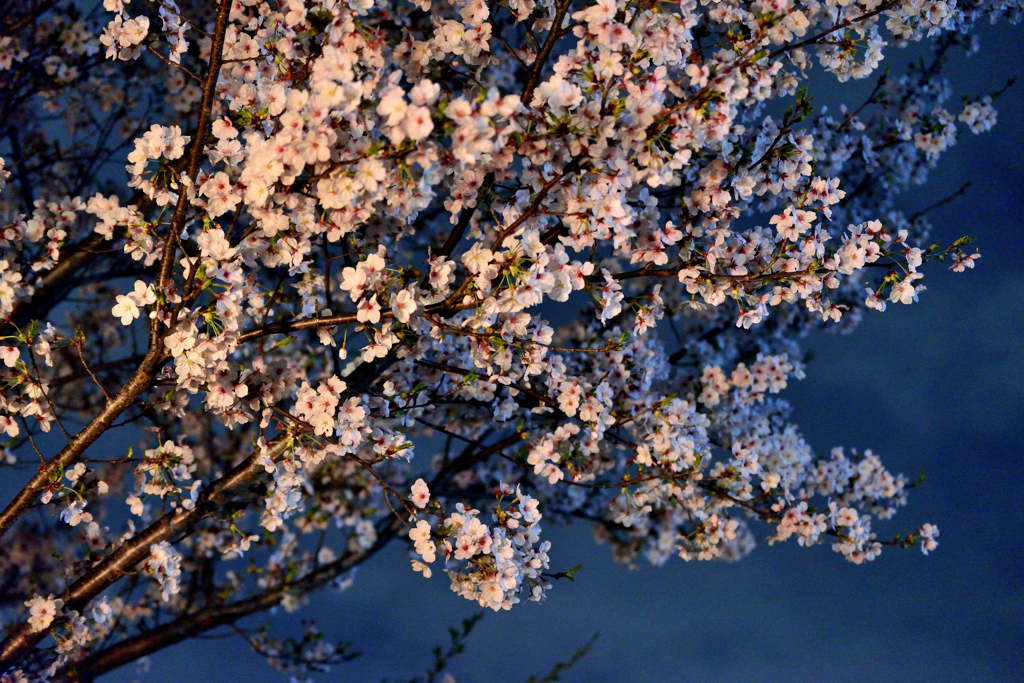 夜桜