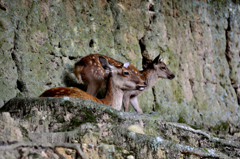 奈良公園
