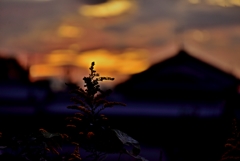 昨日の夕方